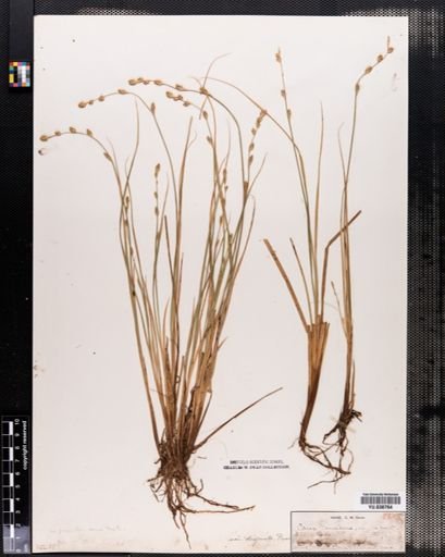 Plantae