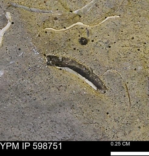 undet. Mollusca
