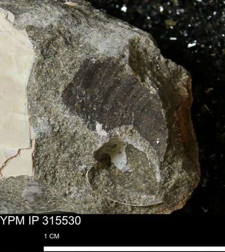 undet. Bivalvia