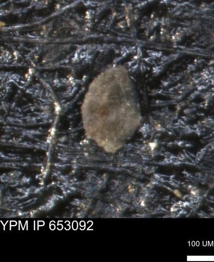 Spirolocammina planula