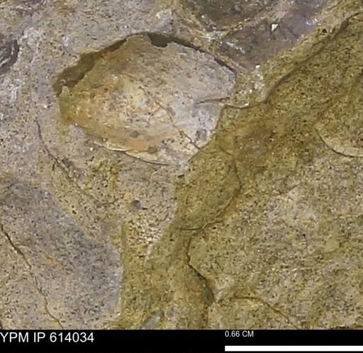 undet. Mollusca