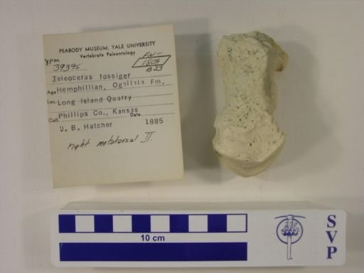 Teleoceras fossiger