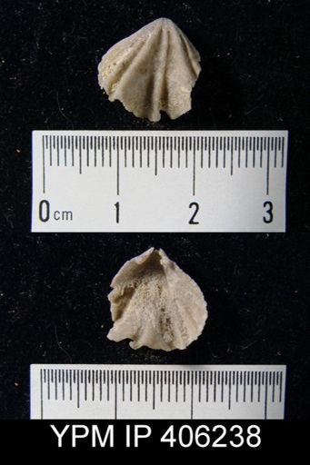 undet. Rhynchonellida