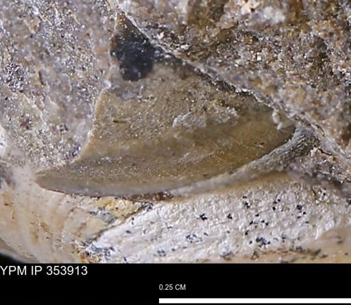 undet. Bivalvia