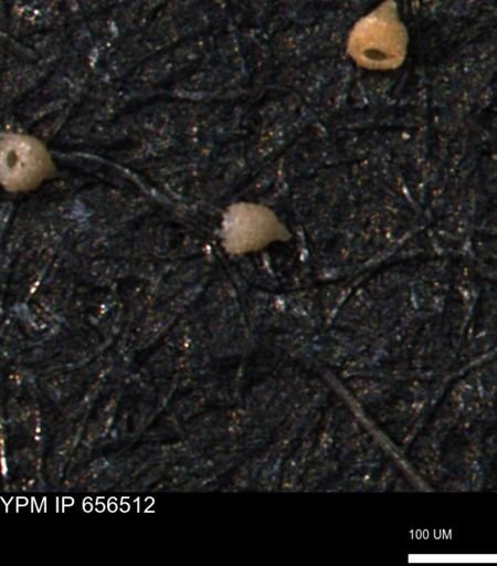 Clathrocyclas (Clathrocyclas) irrasa