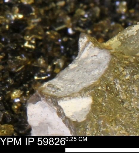 Limopsis striatopunctatus