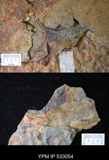 Aegirocassis sp.