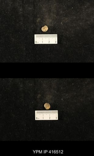 Trepospira depressa