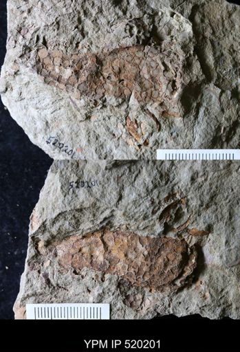 undet. Eocrinoidea