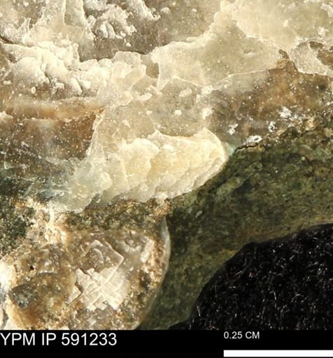 Ostrea translucida
