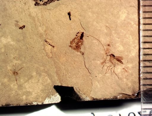 undet. Mycetophilidae