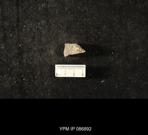 undet. Nautiloidea