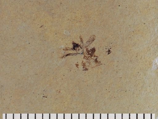 Fulgoridae?