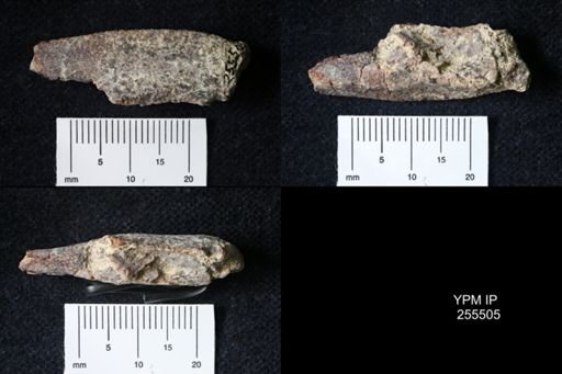 Pacifastacus chenoderma
