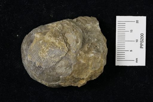 Linoproductus prattenianus