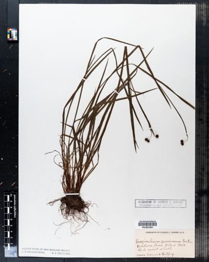 Sisyrinchium gramineum