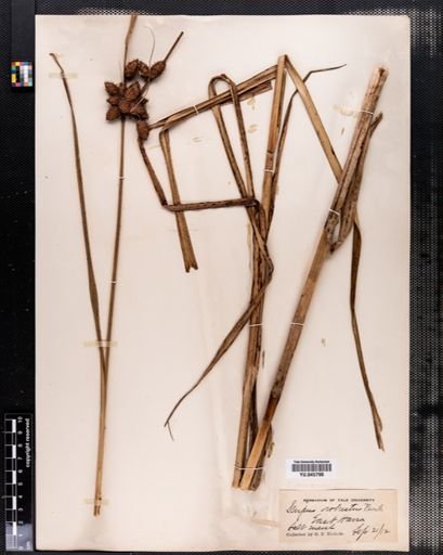 Scirpus robustus