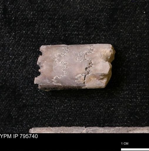 Baculites sp.