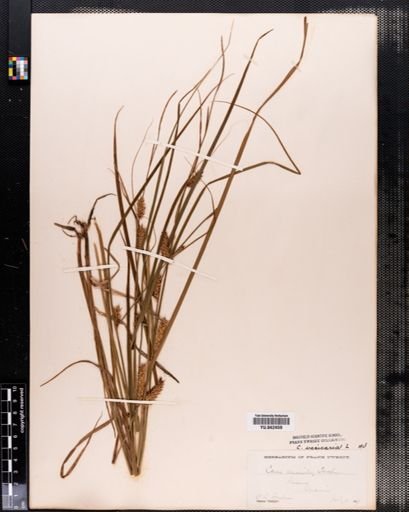 Carex vesicaria