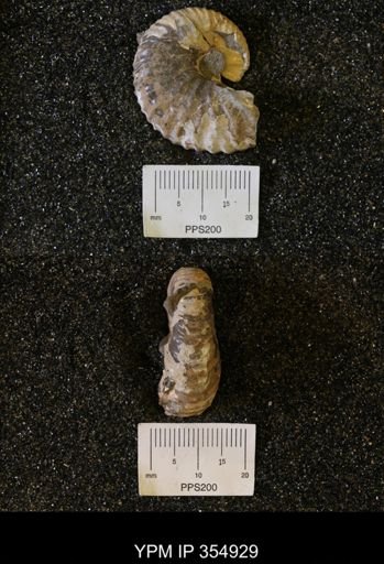 Hoploscaphites