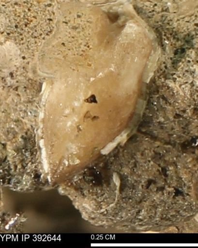 Protocardia subquadrata