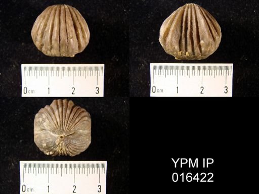 Rhynchotrema capax