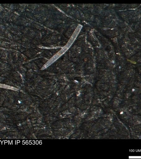 undet. Porifera