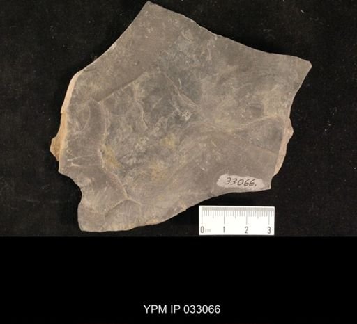 Mormolucoides articulatus