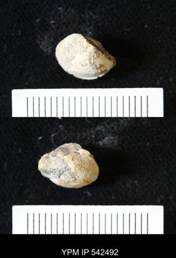Limopsis striatopunctatus
