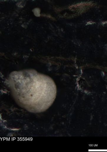 undet. Foraminiferida