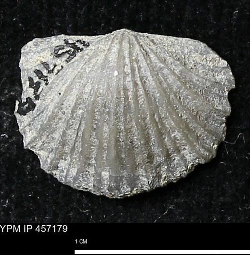 Stropheodonta erratica solidicosta