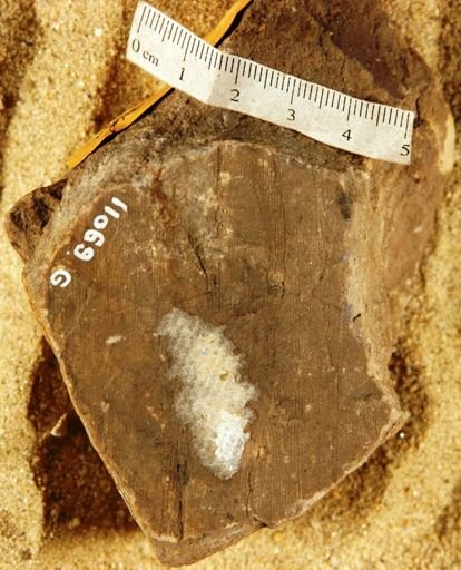 Musaphyllum tenuinervis