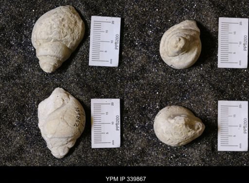 Vanikoropsis sp.