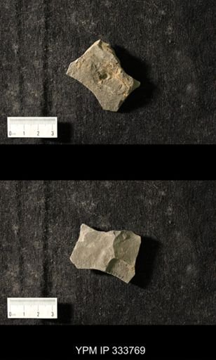 Trinucleus sp.
