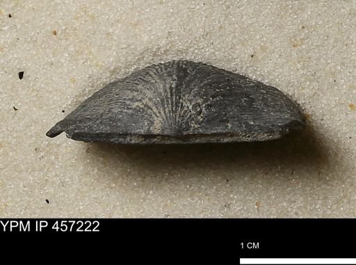 Stropheodonta erratica fissicosta