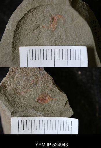 undet. Stylophora