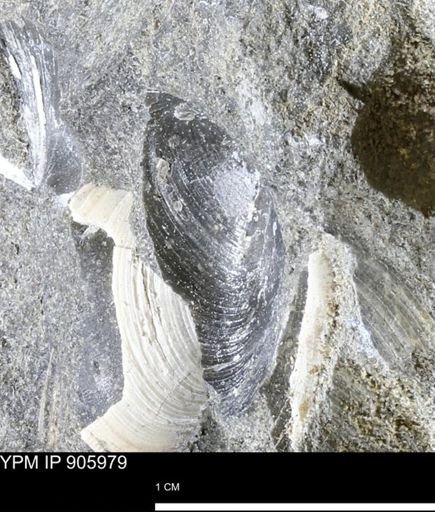 Limopsis striatopunctatus