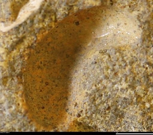undet. Mollusca