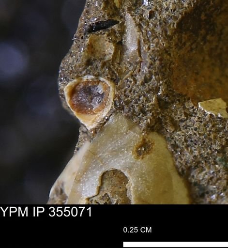 Mollusca