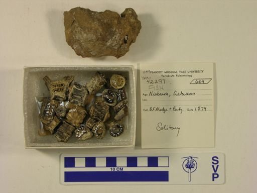 undet. Actinopterygii