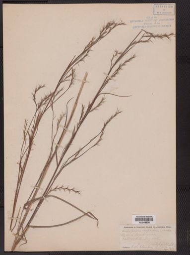 Andropogon scoparius