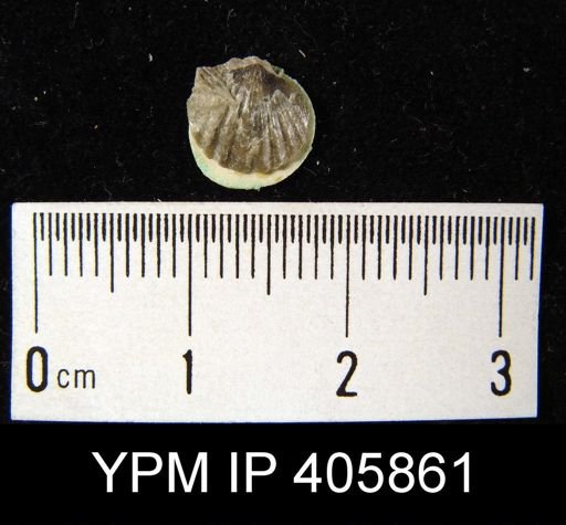 Anoplotheca hemispherica
