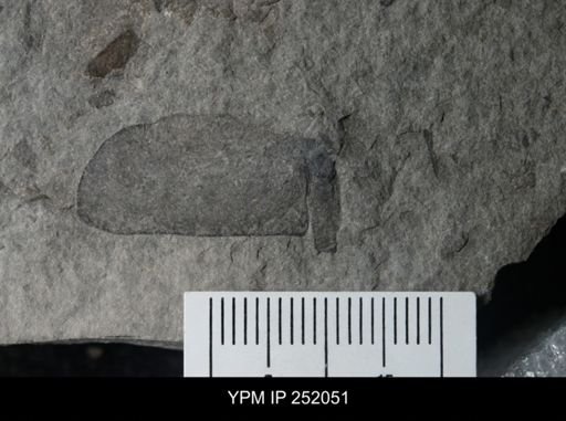 Eurypterus sp.
