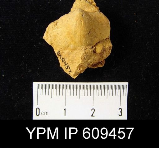 Dalmanella sp.