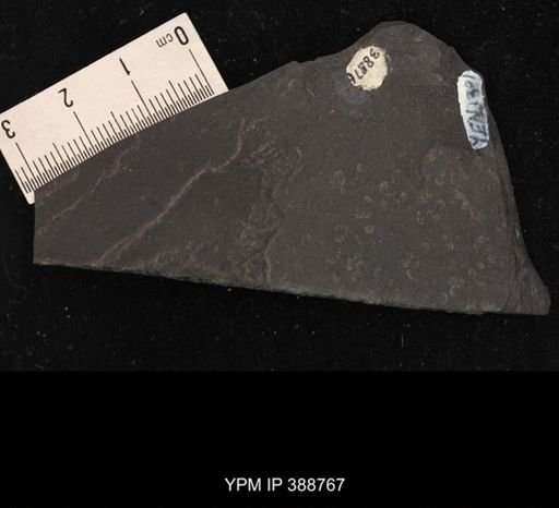 undet. Spinicaudata