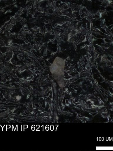 undet. Foraminiferida