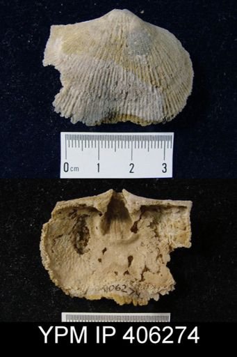 Hebertella sp.