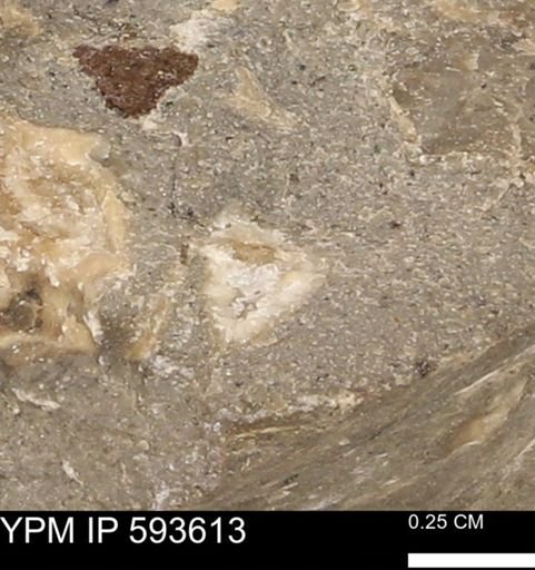 undet. Mollusca