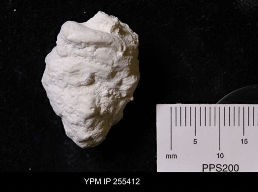 Virgola?