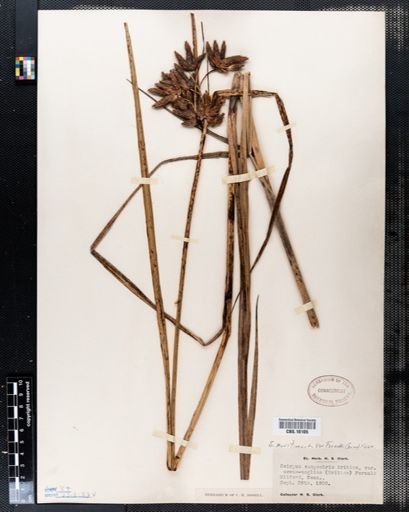 Scirpus maritimus